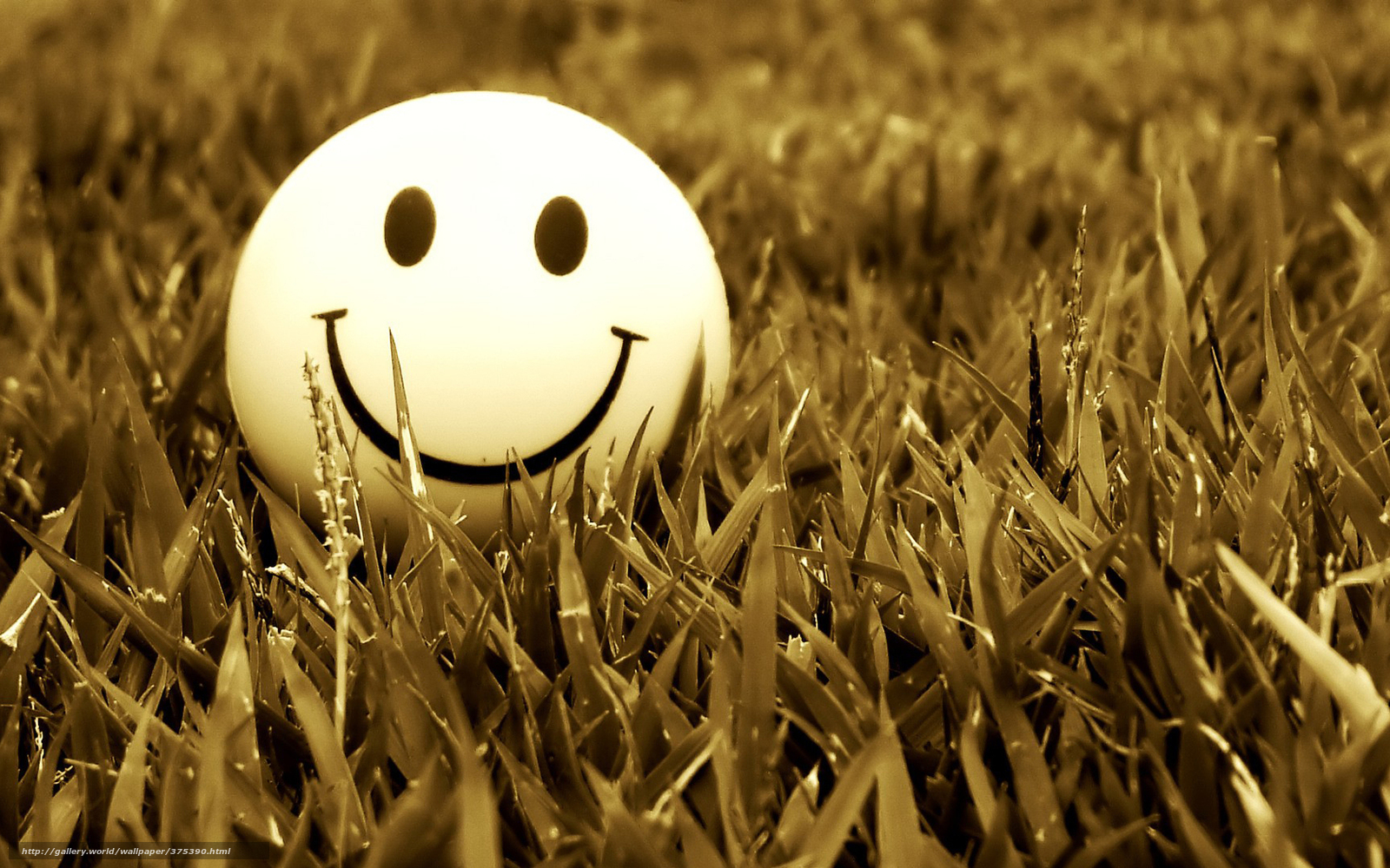 375390_smajlik_trava_myachik_makro_1680x1050_www.Gde-Fon.com