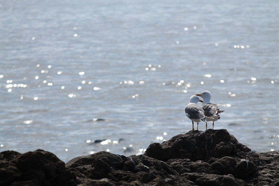 seagull-927196_960_720