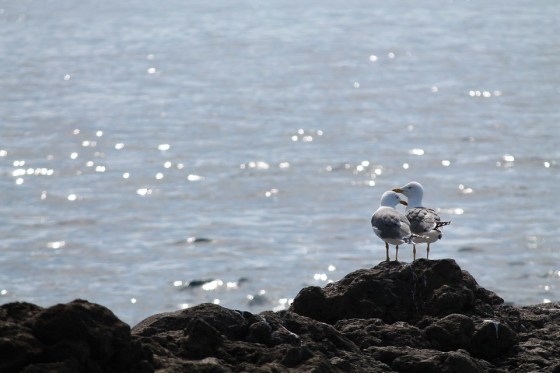 seagull-927196_960_720